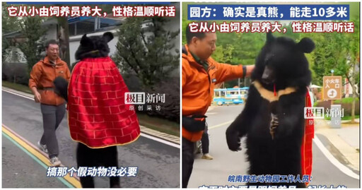 工讀生你出來！安徽動物園「黑熊披袈裟」人立遛達 網友見影片驚呆：是真貨！