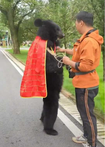 工讀生你出來!安徽動物園「黑熊披袈裟」人立遛達 網友見影片驚呆:是真貨!