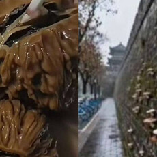 西安雨連下1個月！古城牆濕到生菇 文玩核桃「長出嫩芽」市民傻眼