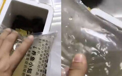 男網購50條觀賞魚只收到一袋水 賣家貼心1舉動反變「魚湯」