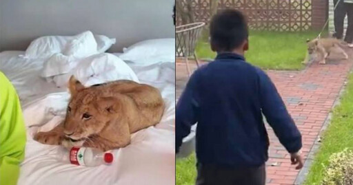 渡假村推「萌獅叫起床服務」又陪玩 7分鐘近2800被旅客訂爆