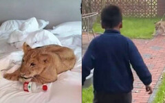 渡假村推「萌獅叫起床服務」又陪玩 7分鐘近2800被旅客訂爆