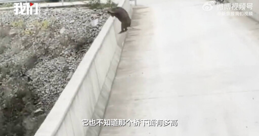 小山豬偷吃蕃薯被逮逃跑 倉皇「從橋跳下」當場摔死