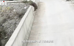 小山豬偷吃蕃薯被逮逃跑 倉皇「從橋跳下」當場摔死