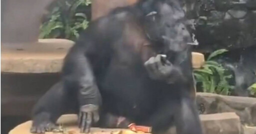 動物園大猩猩當眾「吞雲吐霧」 從小就學抽菸喝酒！園方：過去飼主教的