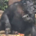 動物園大猩猩當眾「吞雲吐霧」 從小就學抽菸喝酒！園方：過去飼主教的