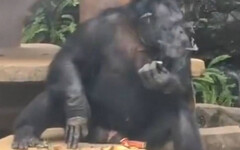 動物園大猩猩當眾「吞雲吐霧」 從小就學抽菸喝酒！園方：過去飼主教的