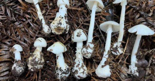 一家四口吃野生菌菇送醫!「誤食劇毒鵝膏菌」5歲女不治 醫生示警了