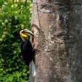 守護犀鳥：當「大嘴鳥」飛過滇西雨林