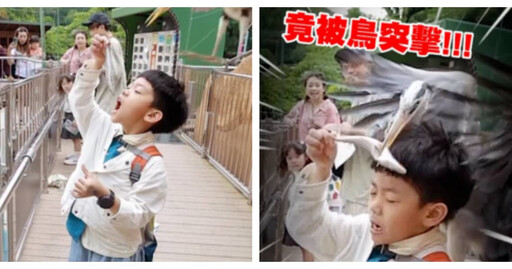 蔡阿嘎遊日驚魂!蔡桃貴餵海豹慘遭「鳥襲」 二伯爆笑反應全被拍