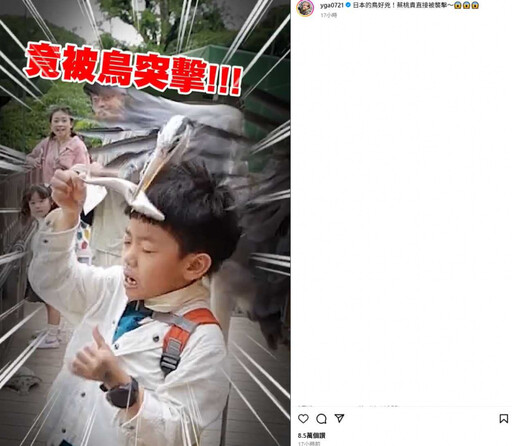 蔡阿嘎遊日驚魂!蔡桃貴餵海豹慘遭「鳥襲」 二伯爆笑反應全被拍