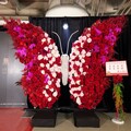 費玉清送江蕙272公分「巨型蝴蝶花禮」！獨特意義曝光