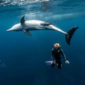 彈頭潛入日本御藏島追鯨 目睹海洋保育永續之美