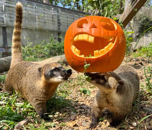 壽山動物園X家樂福 南瓜料理東西雙味大對決