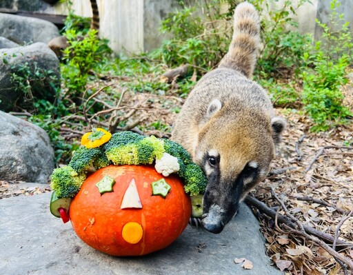 壽山動物園X家樂福 南瓜料理東西雙味大對決