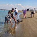 「悟空大鬧恐龍馬戲團」南部首演在東石海之夏