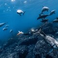 吸鯨達人彈頭潛入日本御藏島 用行動實踐海洋永續之美