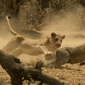 莽原王者獅子結伴圍攻大象 溫帶森林巨人駝鹿身手意外敏捷 動物星球頻道《野地刺客》3 /13播出