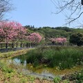 春日探訪北海岸 觀完浪花賞櫻花