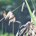 燕子來訪夏季限定 7/27五股濕地夏日賞燕季開跑