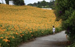 賞金針好解憂！網推全台TOP8金針花景點不能錯過