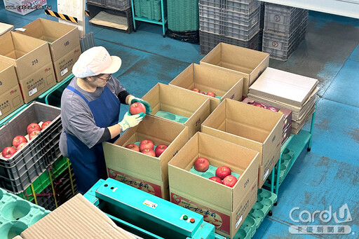 青森蘋果好吃秘訣公開 進口台灣產地親民價