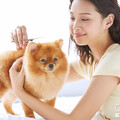 毛孩美容不得亂收費 定型化契約保障權益