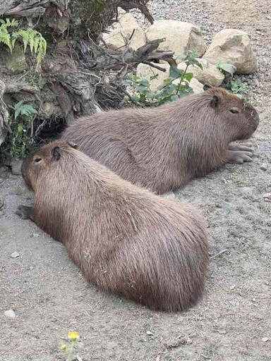 南投新景點「鹿芝谷」探索自然與動物的親子樂園 竹山警祭交通疏導新措施