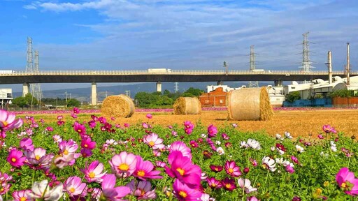 和美鎮花田景觀過年走春好去處 打卡「花現和美」抽好禮