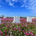 和美鎮花田景觀過年走春好去處 打卡「花現和美」抽好禮