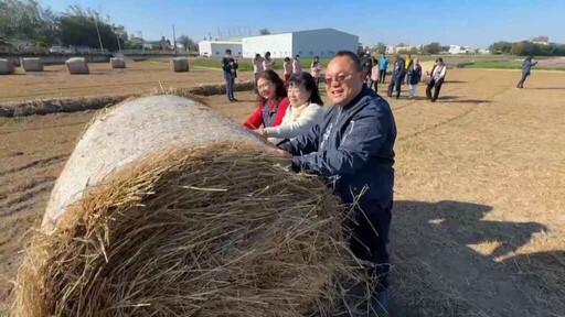 彰化和美「花現和美」花海 波斯菊花田結合稻草捲吸睛