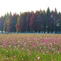 員林市南區公園旁繽紛花海 大波斯菊花田綻放農田新活力