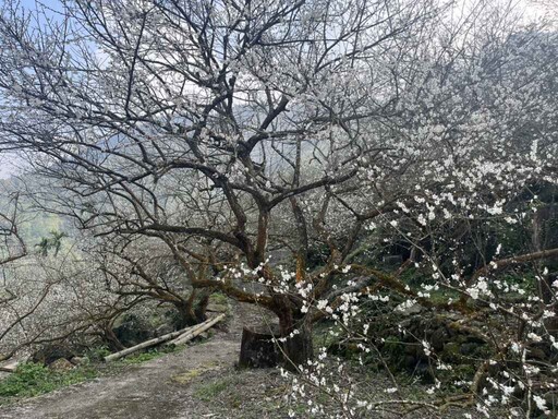 楠西梅嶺梅花大爆發 黃偉哲邀一同追花大啖梅子雞