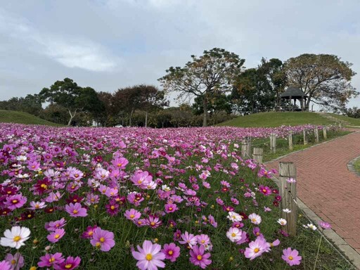 中市后里環保公園大波斯花朵盛開 年假近郊賞花好去處