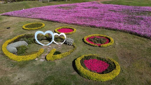 中市后里環保公園大波斯花朵盛開 年假近郊賞花好去處