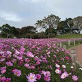 中市后里環保公園大波斯花朵盛開 年假近郊賞花好去處