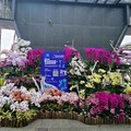 國際蘭展3月臺南絢麗登場 蘭花、米香、花海在後壁