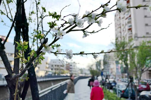 台中市區梅花盛開 梅川人行及景觀優化成功塑造「梅」景