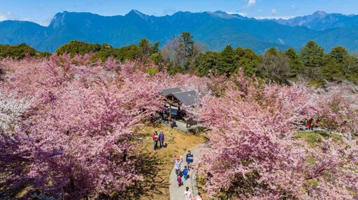 在櫻花樹下見證愛情盛宴 參山處2025雲端上的婚禮18日展開