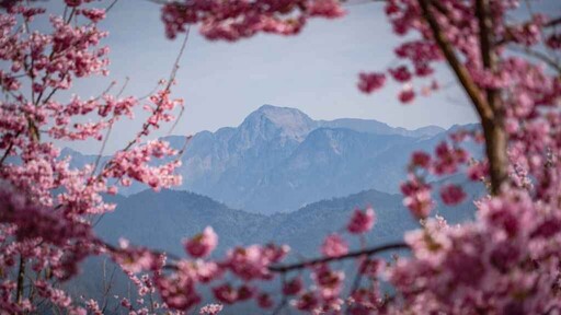 在櫻花樹下見證愛情盛宴 參山處2025雲端上的婚禮18日展開