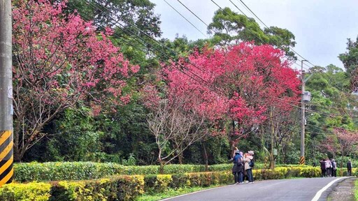 新北櫻花季搶先報！淡水滬尾櫻花大道、三芝三生步道粉嫩綻放