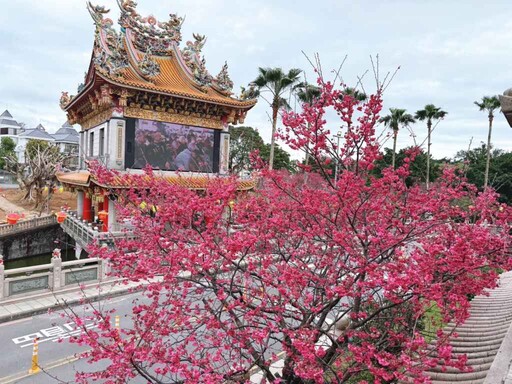 竹林山觀音寺櫻花盛開 賞花祈福好去處