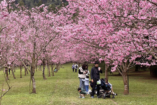 九族櫻花祭 228三天連假是富士櫻和吉野櫻最佳賞櫻期