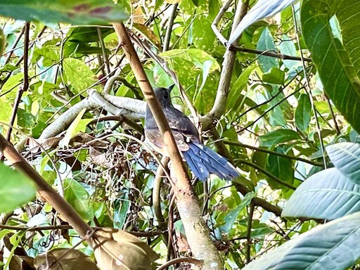 開箱台中大坑賞鳥秘境 探索3號鳥語步道