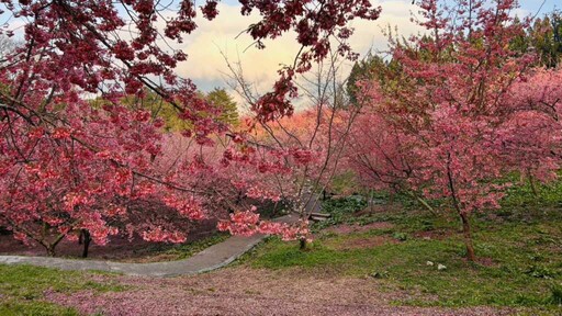 春季旅遊首選中台灣山林秘境 賞櫻泡湯踏青走步道