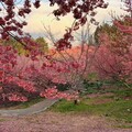 春季旅遊首選中台灣山林秘境 賞櫻泡湯踏青走步道