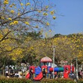 台中花都繽紛浪漫 四季花期地點大公開