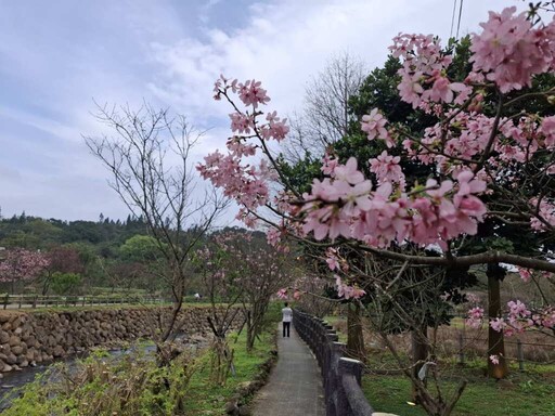 春日三芝秘境漫遊後厝漁港聽海浪 順遊三生步道賞櫻花