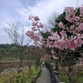 春日三芝秘境漫遊後厝漁港聽海浪 順遊三生步道賞櫻花