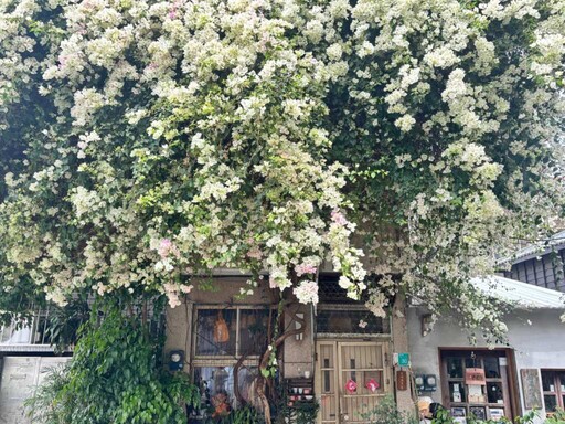 臺南九重葛、麝香木「大爆花」 木棉、蜀葵、花旗接力登場